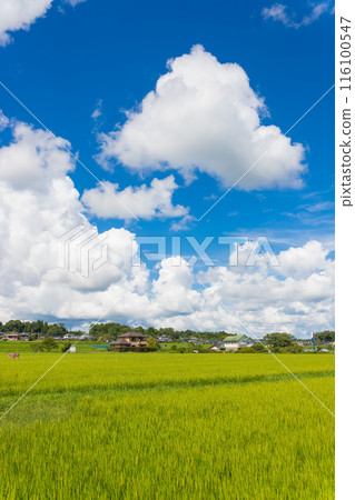 Harvested rice fields and blue skies (Bungo-Ono City, Oita Prefecture) Harvested rice fields and blue skies (Bungo-Ono City, Oita Prefecture) 116100547