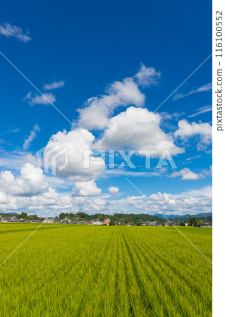 Harvested rice fields and blue skies (Bungo-Ono City, Oita Prefecture) 116100552