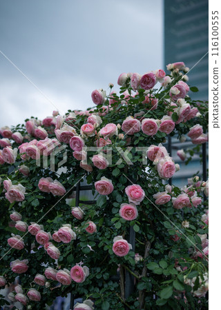玫瑰 大阪 中之島公園 中之島玫瑰花園 花卉照片 陰天的玫瑰 玫瑰 大阪 中之島公園 中之島玫瑰花園 花卉照片 陰天的玫瑰 116100555