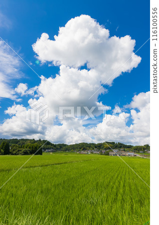 收割稻田和藍天(大分縣豐後大野市) 收割稻田和藍天(大分縣豐後大野市) 116100556