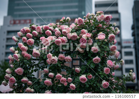 玫瑰 大阪 中之島公園 中之島玫瑰花園 花卉照片 陰天的玫瑰 玫瑰 大阪 中之島公園 中之島玫瑰花園 花卉照片 陰天的玫瑰 116100557