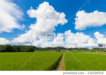 收割稻田和藍天(大分縣豐後大野市) 收割稻田和藍天(大分縣豐後大野市) 116100558