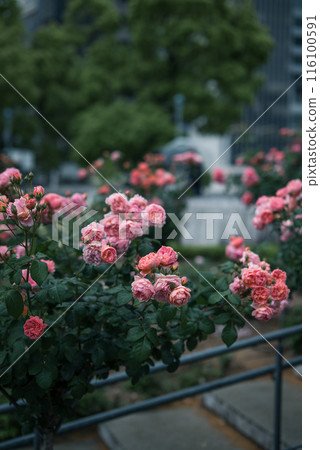 玫瑰 大阪 中之島公園 中之島玫瑰花園 花卉照片 陰天的玫瑰 玫瑰 大阪 中之島公園 中之島玫瑰花園 花卉照片 陰天的玫瑰 116100591