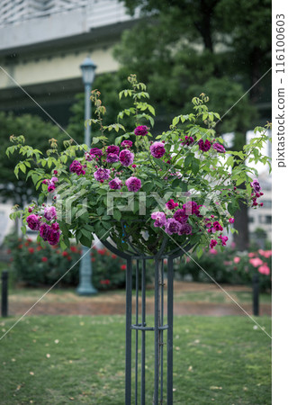 玫瑰 大阪 中之島公園 中之島玫瑰花園 花卉照片 陰天的玫瑰 玫瑰 大阪 中之島公園 中之島玫瑰花園 花卉照片 陰天的玫瑰 116100603