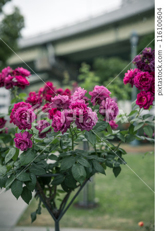 玫瑰 大阪 中之島公園 中之島玫瑰花園 花卉照片 陰天的玫瑰 玫瑰 大阪 中之島公園 中之島玫瑰花園 花卉照片 陰天的玫瑰 116100604