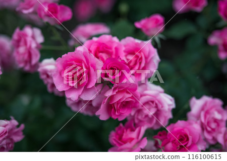 玫瑰 大阪 中之島公園 中之島玫瑰花園 花卉照片 陰天的玫瑰 玫瑰 大阪 中之島公園 中之島玫瑰花園 花卉照片 陰天的玫瑰 116100615