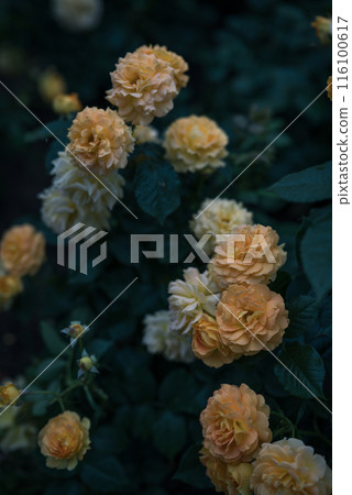 玫瑰 大阪 中之島公園 中之島玫瑰花園 花卉照片 陰天的玫瑰 116100617