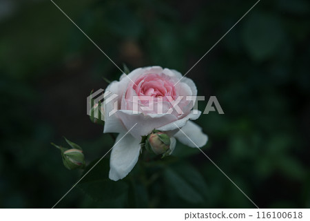 玫瑰 大阪 中之島公園 中之島玫瑰花園 花卉照片 陰天的玫瑰 玫瑰 大阪 中之島公園 中之島玫瑰花園 花卉照片 陰天的玫瑰 116100618