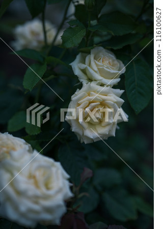 Roses, Osaka, Nakanoshima Park, Nakanoshima Rose Garden, Flower photos, Roses on a cloudy day 116100627