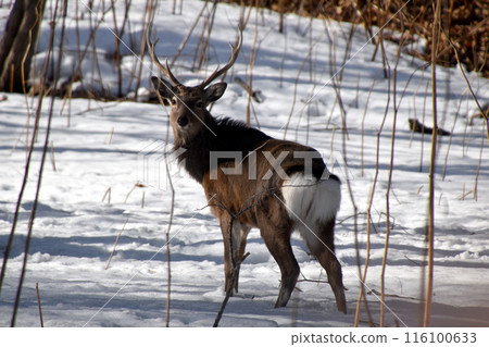 Male of Ezoshika 116100633