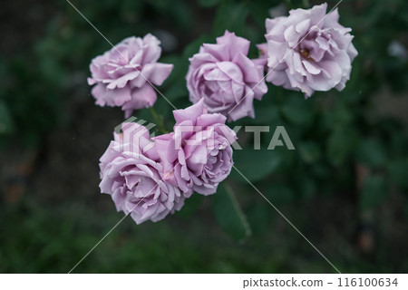 Roses, Osaka, Nakanoshima Park, Nakanoshima Rose Garden, Flower photos, Roses on a cloudy day Roses, Osaka, Nakanoshima Park, Nakanoshima Rose Garden, Flower photos, Roses on a cloudy day 116100634