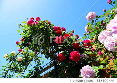 藍天和玫瑰拱門,色彩繽紛的花園,包括鮮紅的玫瑰 藍天和玫瑰拱門,色彩繽紛的花園,包括鮮紅的玫瑰 116100720