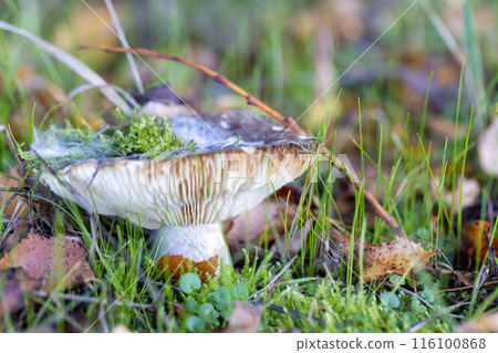 Mushroom growing in grass, covered with moss, surrounded by natural landscape Mushroom growing in grass, covered with moss, surrounded by natural landscape 116100868