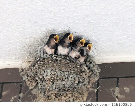 即將離開巢穴的大雛鳥正等待著餵食。 116100896