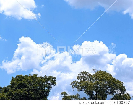 樹和藍天和雲彩 樹和藍天和雲彩 116100897