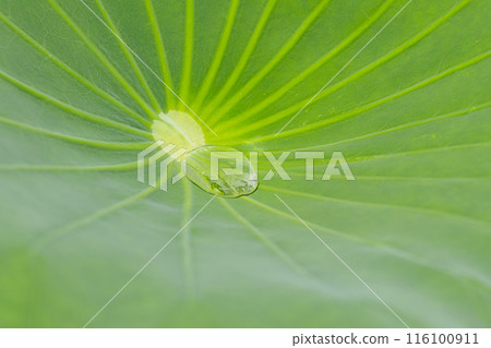 荷葉與圓點 116100911