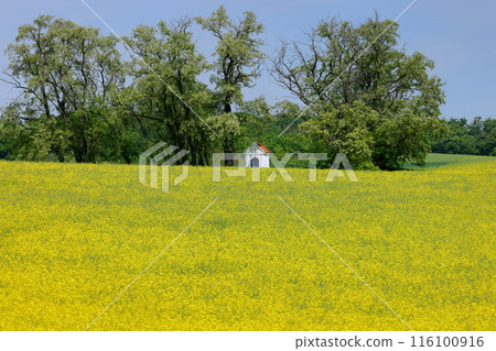 View of the Moravian steppe with a small chapel in a rapeseed field near Kyjov, South Moravia, Czech Republic, Central Europe 116100916