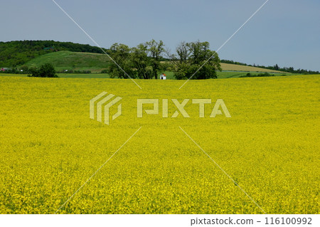 View of the Moravian steppe with a small chapel in a rapeseed field near Kyjov, South Moravia, Czech Republic, Central Europe 116100992