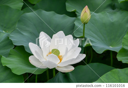 Lotus flower  116101016