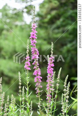 Ezomisohagi Ezomisohagi 116101217