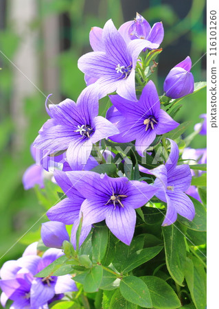 Purple bellflower flowers and buds 116101260