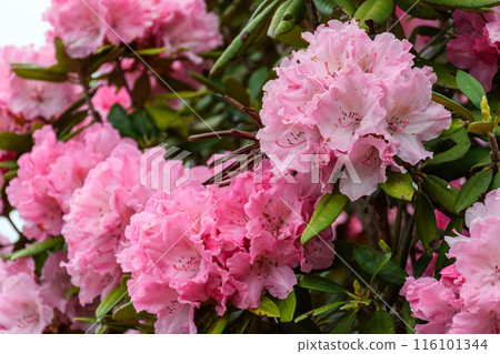 山上看到的野生粉紅色花朵 116101344