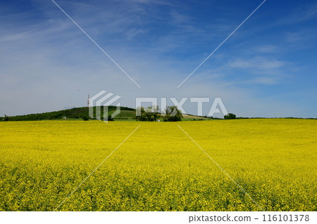 View of a rapeseed field in front of a small chapel in the Moravian steppe near Kyjov, South Moravia, Czech Republic, Central Europe 116101378