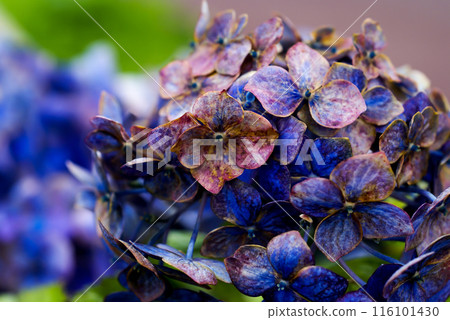 The Last Hydrangea The Last Hydrangea 116101430