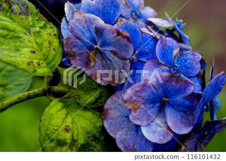 The Last Hydrangea The Last Hydrangea 116101432