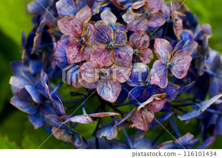 最後的繡球花 116101434