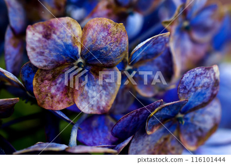 最後的繡球花 116101444