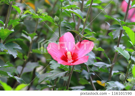 紅松香花 116101590