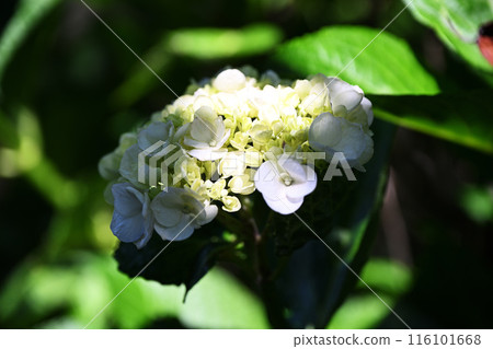 Light and Shadow (Hydrangea) Light and Shadow (Hydrangea) 116101668