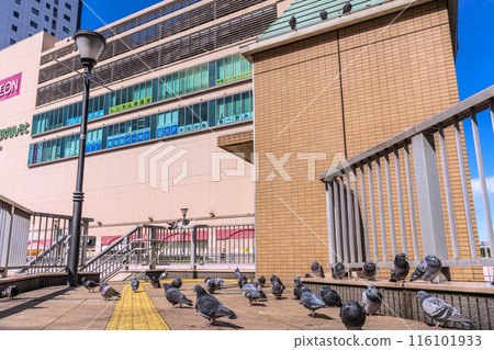 日本相模原市街景,橋本車站前聚集的鴿子=21日 日本相模原市街景,橋本車站前聚集的鴿子=21日 116101933