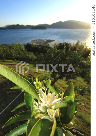 Mandarin orange flowers with a sweet scent all over the island Mandarin orange flowers with a sweet scent all over the island 116102146