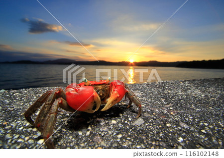 Beautiful sunset view of Setouchi and red crab 116102148