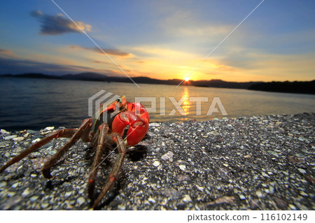 Even the crabs are mesmerized? Beautiful evening scenery of the Seto Inland Sea Even the crabs are mesmerized? Beautiful evening scenery of the Seto Inland Sea 116102149