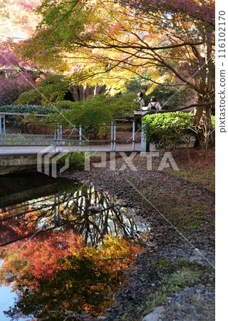 秋葉倒映在水面上 秋葉倒映在水面上 116102170