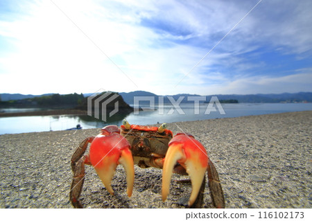 The calm Seto Inland Sea and the red crab The calm Seto Inland Sea and the red crab 116102173