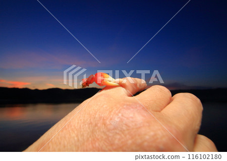 Severe pain: Crab autotomy leaves pincers on finger Severe pain: Crab autotomy leaves pincers on finger 116102180
