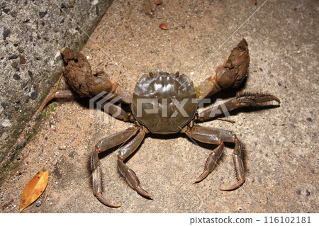 A mitten crab appears on a seaside road A mitten crab appears on a seaside road 116102181