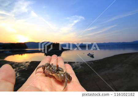 The fast-running sand crab is docile in the palm of your hand The fast-running sand crab is docile in the palm of your hand 116102182