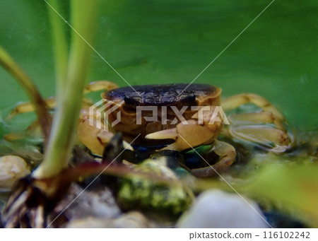 I came across a crayfish in the spring water on the walking path. 116102242