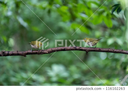 Japanese white-eyes fighting over territory at a watering hole Japanese white-eyes fighting over territory at a watering hole 116102263