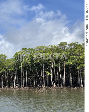 The lush mangroves of Iriomote Island The lush mangroves of Iriomote Island 116102264