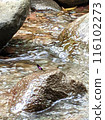 dragonfly on a river rock 116102273