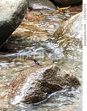 dragonfly on a river rock 116102273