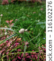 a wild plant with beautiful white flowers in the middle 116102276