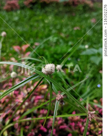 a wild plant with beautiful white flowers in the middle 116102276
