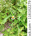 wildflowers with white strands and yellow in the middle 116102279
